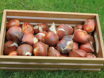 Луковицы тюльпанов