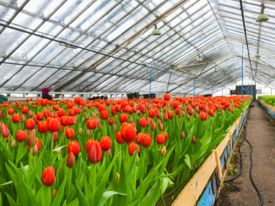 Собственная теплица с тюльпанами