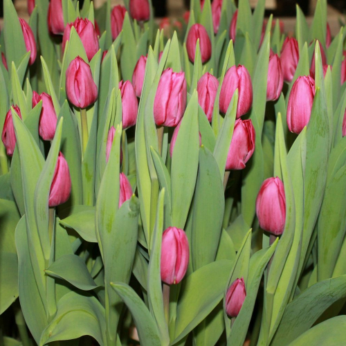 Алма Павлович