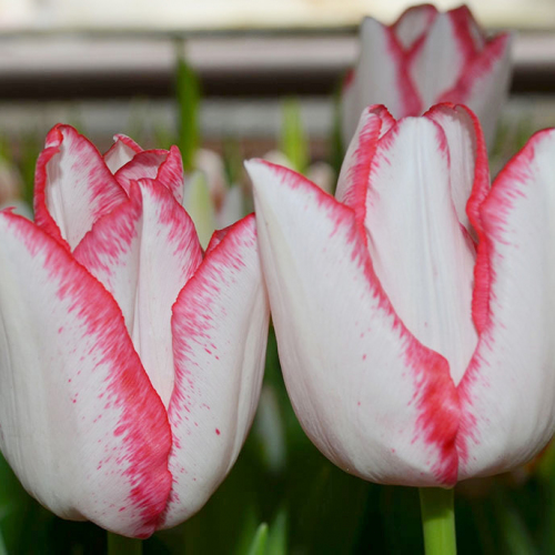 Бьюти Тренд