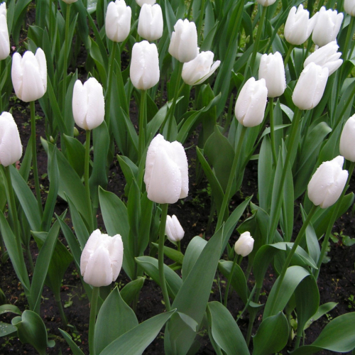 Уайт Мастер