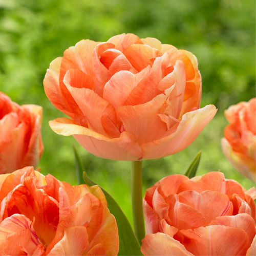 Шарминг Бьюти