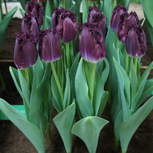 Пурпл Кристалл