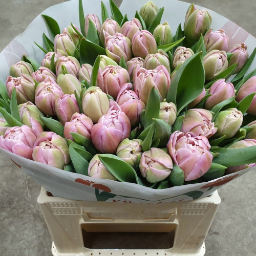 Пляжная ягода