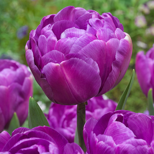 Блю Даймонд