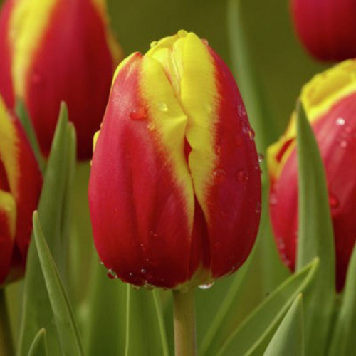 Ханни ван дер Мост