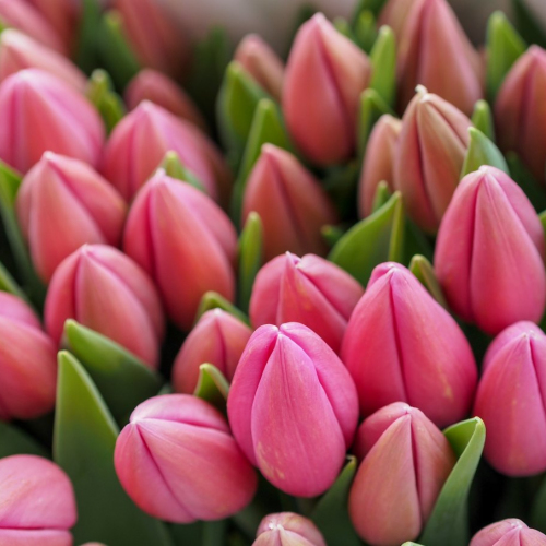 Барре альта