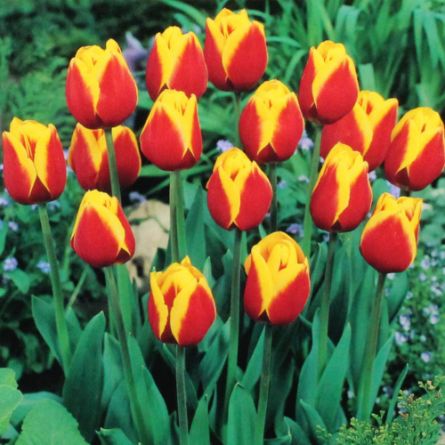 Бодибилдер