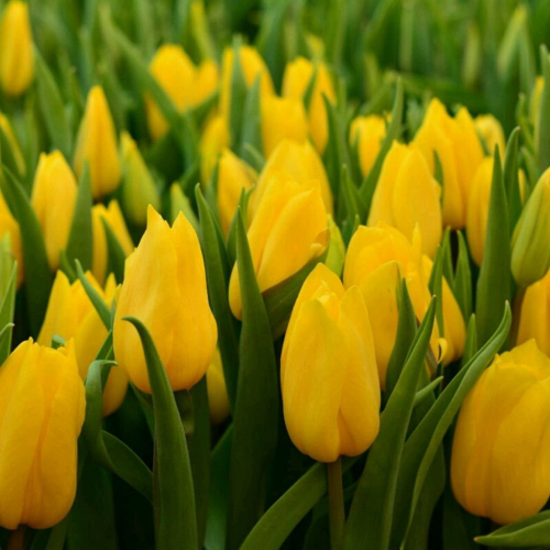 Стронг Голд